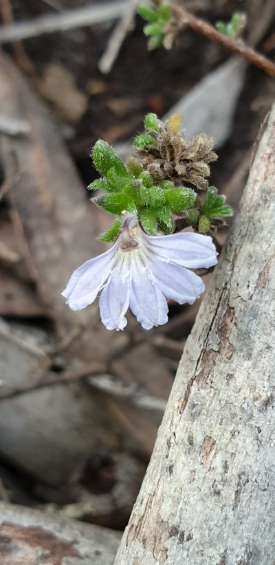 Scaevola linearis, photographed by Andrew Thornhill