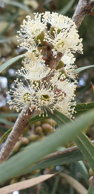 Eucalyptus cneorifolia, photographed by Andrew Thornhill