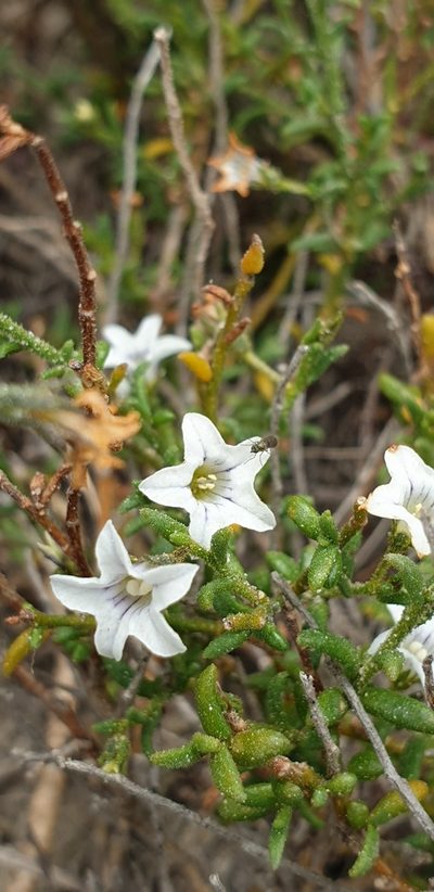 Cyphanthera myosotidea, photographed by Andrew Thornhill