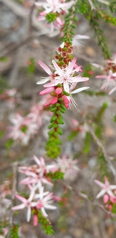 Calytrix glaberrima, photographed by Andrew Thornhill