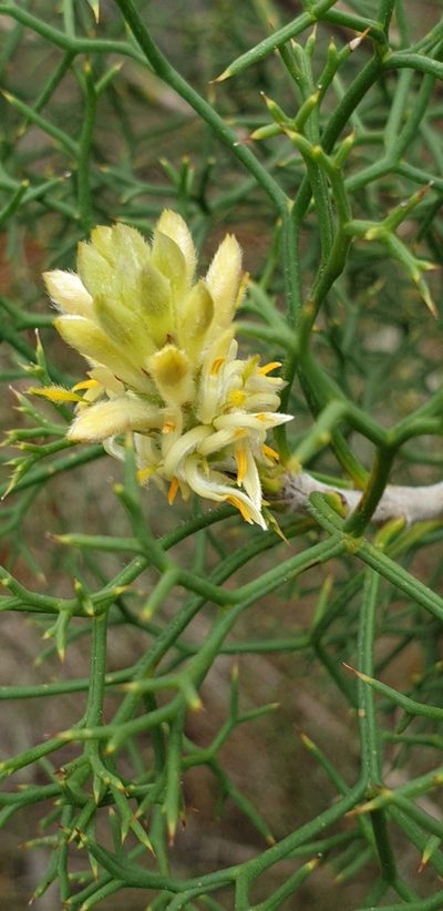 Petrophile multisecta, photographed by Andrew Thornhill