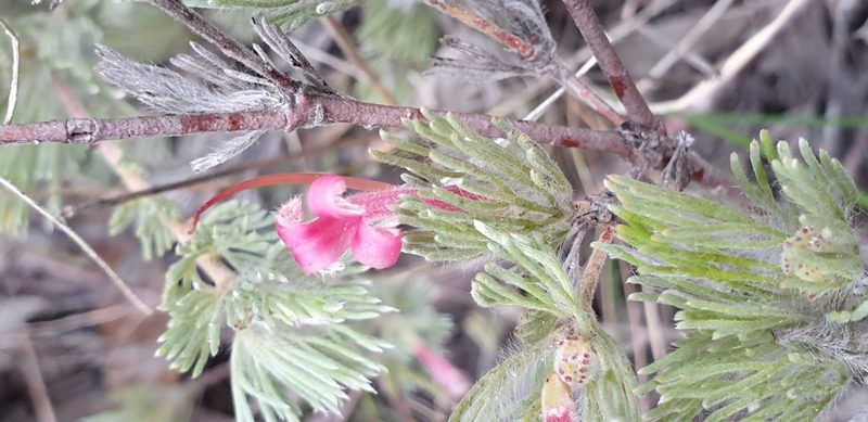 Adenanthos macropodianus, photographed by Andrew Thornhill