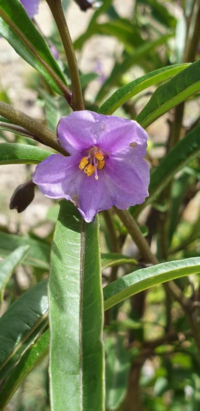 Solanum simile, photographed by Andrew Thornhill