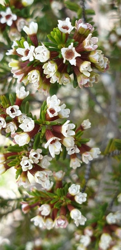 Thryptomene ericaea, photographed by Andrew Thornhill