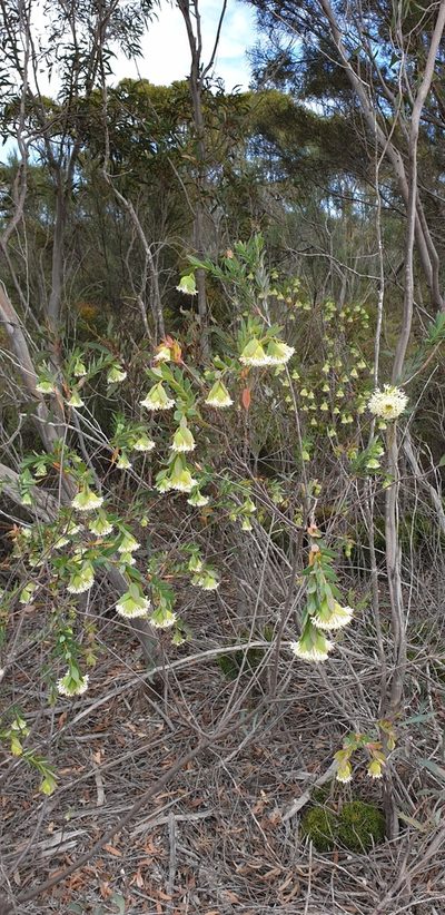 Pimelea macrostegia, photographed by Andrew Thornhill