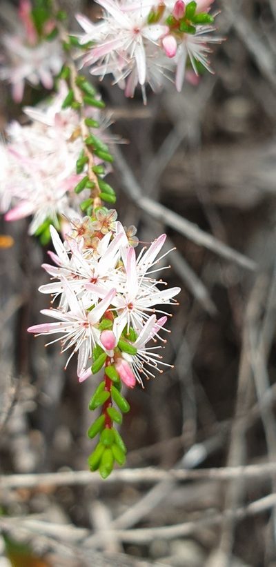 Calytrix glaberrima, photographed by Andrew Thornhill