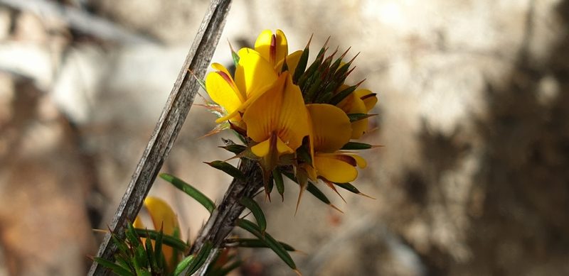 Pultenaea acerosa, photographed by Andrew Thornhill