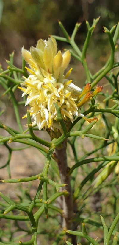 Petrophile multisecta, photographed by Andrew Thornhill
