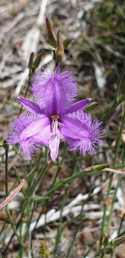 Thysanotus racemoides, photographed by Andrew Thornhill