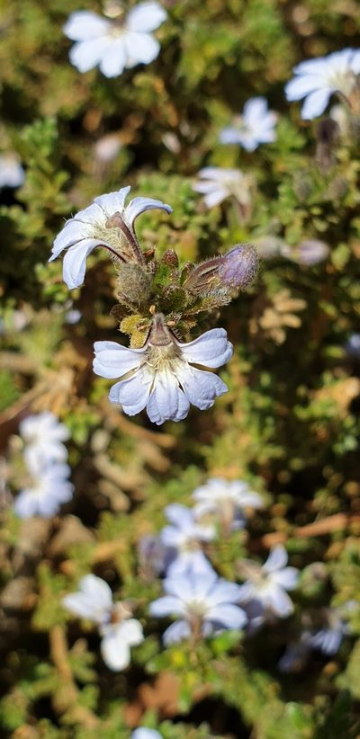 Scaevola linearis, photographed by Andrew Thornhill