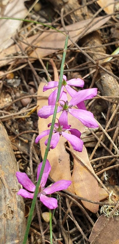 Tetratheca halmaturina, photographed by Andrew Thornhill