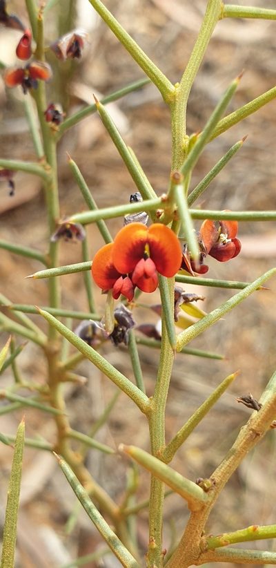 Daviesia asperula, photographed by Andrew Thornhill