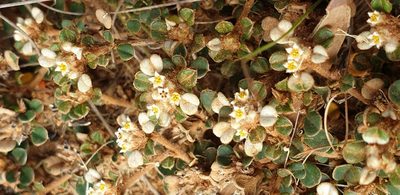 Cryptandra leucophracta, photographed by Andrew Thornhill