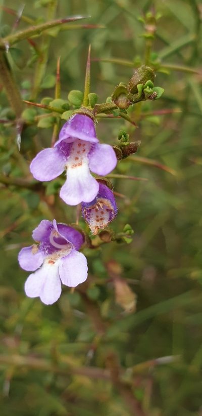 Prostanthera spinosa, photographed by Andrew Thornhill
