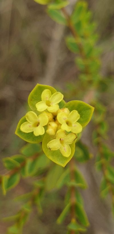 Pimelea flava, photographed by Andrew Thornhill