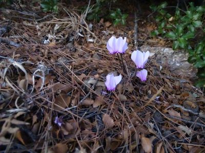 Cyclamen graecum, photographed by Grzegorz Grzejszczak