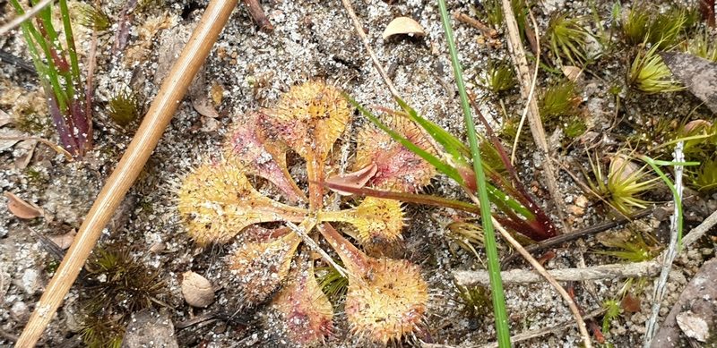 Drosera schmutzii, photographed by Andrew Thornhill