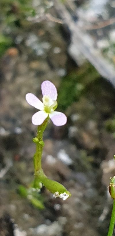Stylidium despectum, photographed by Andrew Thornhill