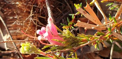 Adenanthos macropodianus, photographed by Andrew Thornhill