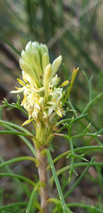 Petrophile multisecta, photographed by Andrew Thornhill