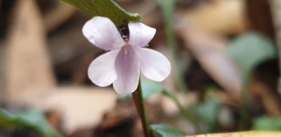 Viola sieberiana, photographed by Andrew Thornhill