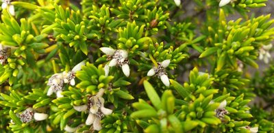 Spyridium phylicoides, photographed by Andrew Thornhill