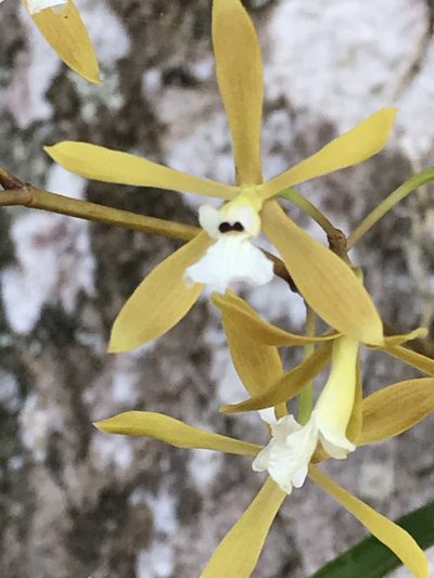 Encyclia linearifolioides, photographed by Mario Barroso