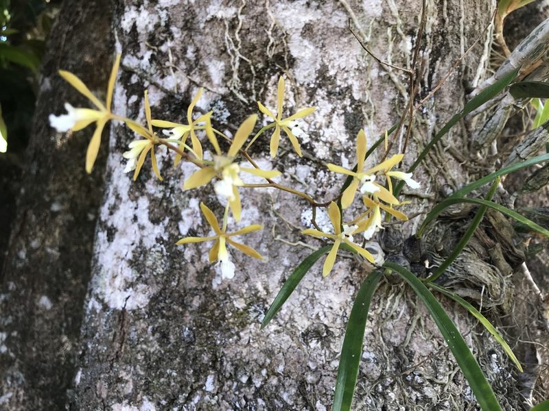 Encyclia linearifolioides, photographed by Mario Barroso
