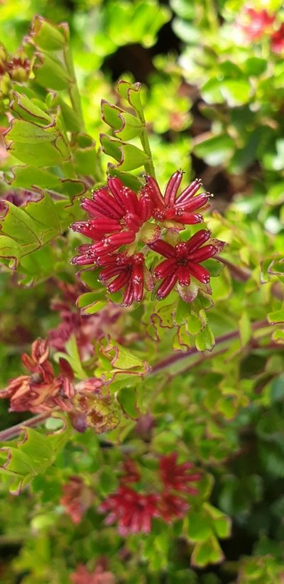 Dodonaea humilis, photographed by Andrew Thornhill