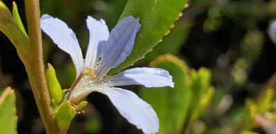 Scaevola angustata, photographed by Andrew Thornhill