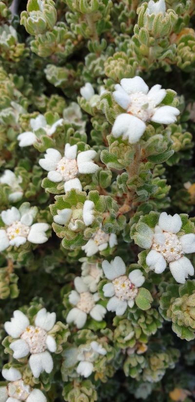 Spyridium halmaturinum, photographed by Andrew Thornhill