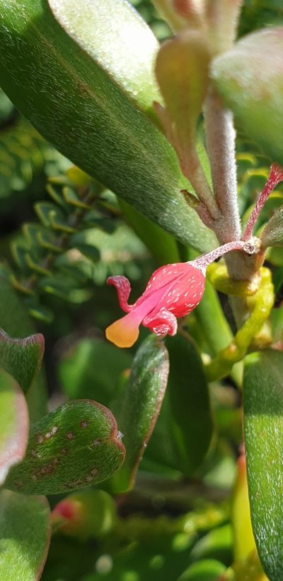 Grevillea pauciflora, photographed by Andrew Thornhill
