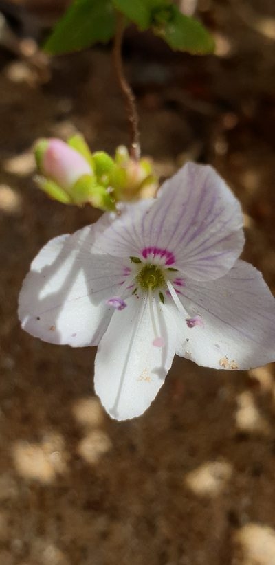 Veronica hillebrandii, photographed by Andrew Thornhill
