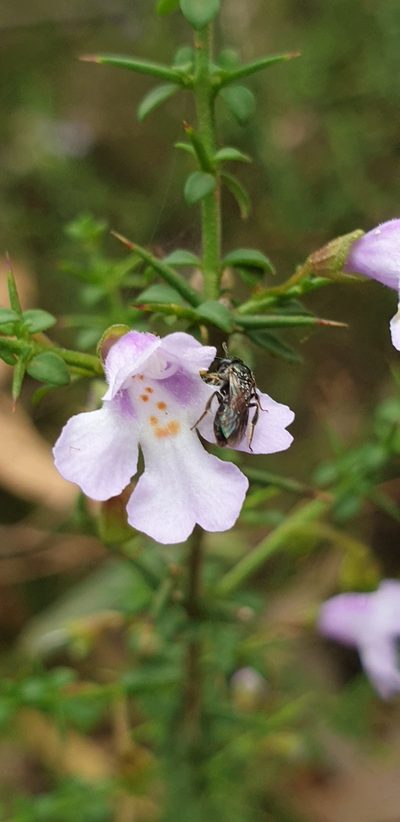 Prostanthera spinosa, photographed by Andrew Thornhill