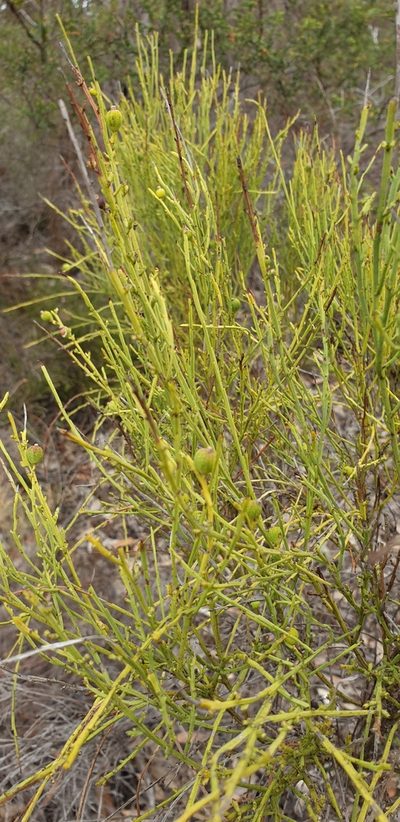 Choretrum glomeratum, photographed by Andrew Thornhill