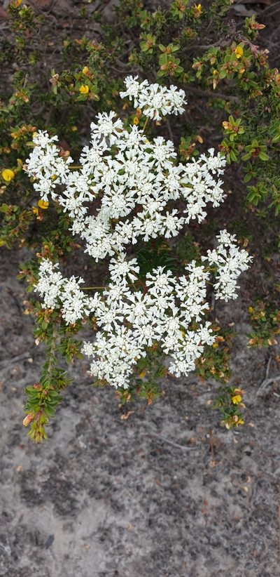 Poranthera huegelii, photographed by Andrew Thornhill