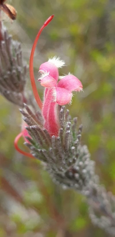 Adenanthos macropodianus, photographed by Andrew Thornhill