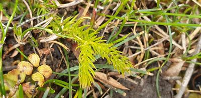 Lateristachys lateralis, photographed by Andrew Thornhill