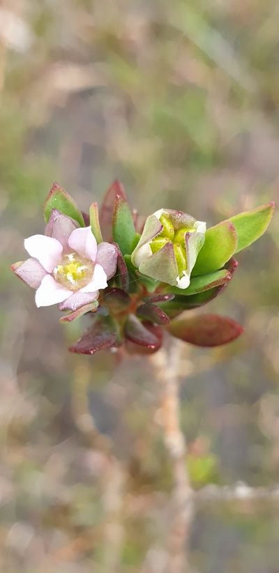 Boronia parviflora, photographed by Andrew Thornhill