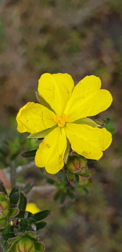 Hibbertia setifera, photographed by Andrew Thornhill