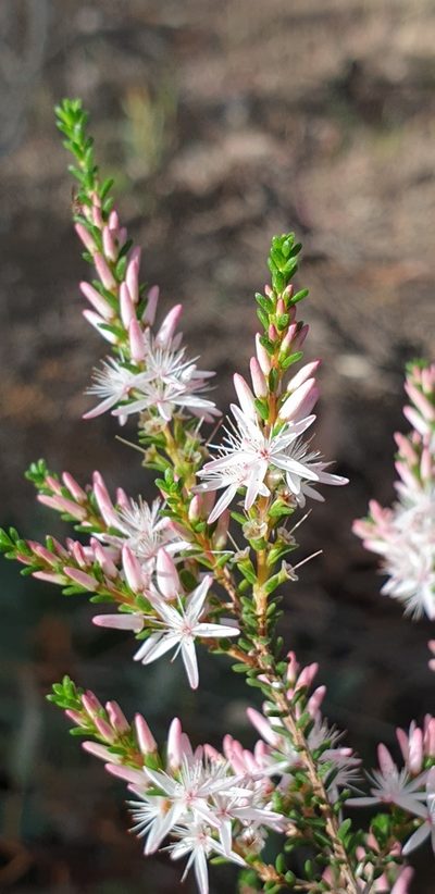 Calytrix glaberrima, photographed by Andrew Thornhill