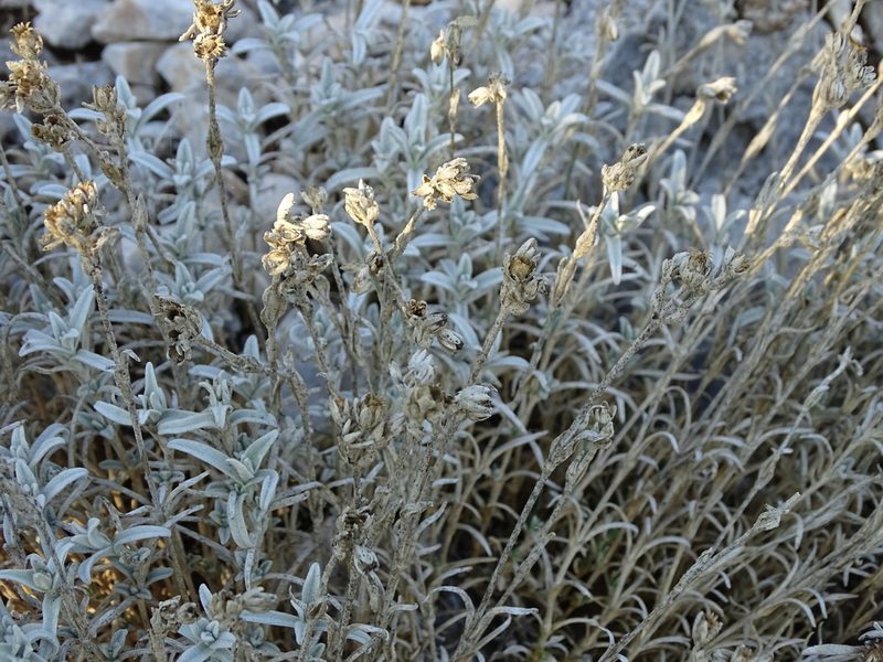 Cerastium candidissimum, photographed by Grzegorz Grzejszczak