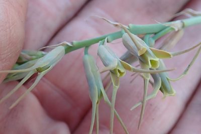 Dipcadi viride, photographed by Peter Warren