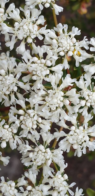 Poranthera huegelii, photographed by Andrew Thornhill