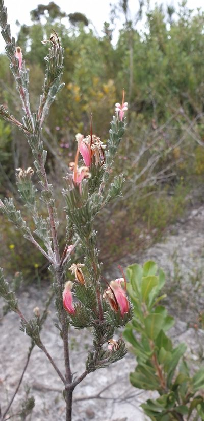 Adenanthos macropodianus, photographed by Andrew Thornhill