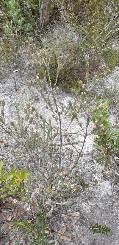 Adenanthos macropodianus, photographed by Andrew Thornhill