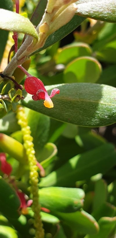Grevillea pauciflora, photographed by Andrew Thornhill