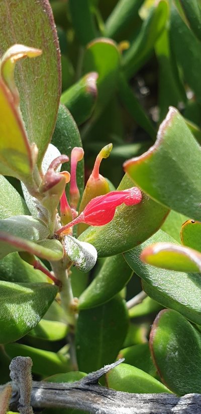 Grevillea pauciflora, photographed by Andrew Thornhill