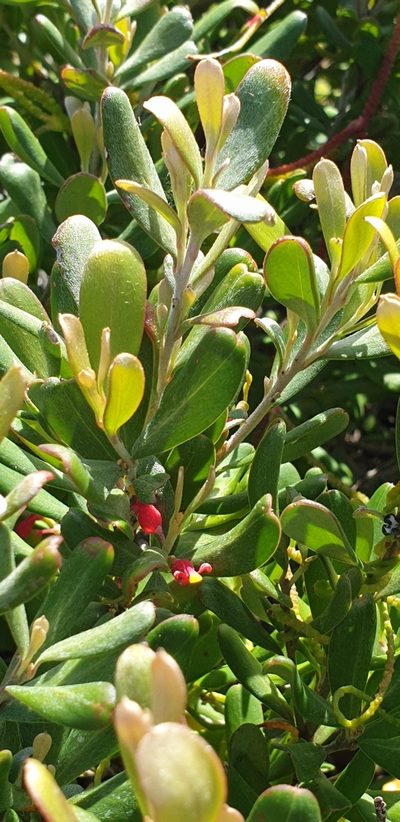 Grevillea pauciflora, photographed by Andrew Thornhill