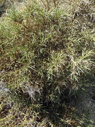 Genista acanthoclada, photographed by Grzegorz Grzejszczak